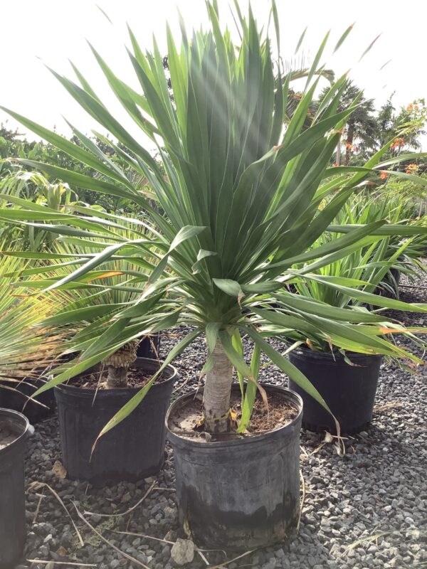 Dracaena Draco - Drakenbloedboom 7G