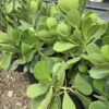 Clusia Rosea 7G