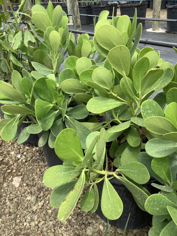 Clusia Rosea 7G