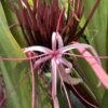 Crinum Lily Queen Emma 3G