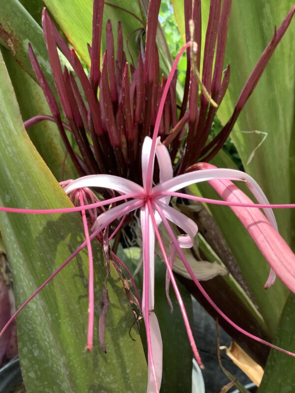 Crinum Lily Queen Emma 3G