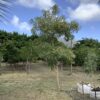 Trumpet Tree Yellow - Tabebuia GrowBag