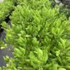 Beach Naupaka 7G (Scaevola frutescens) Sea lettuce - Beach Cabbage