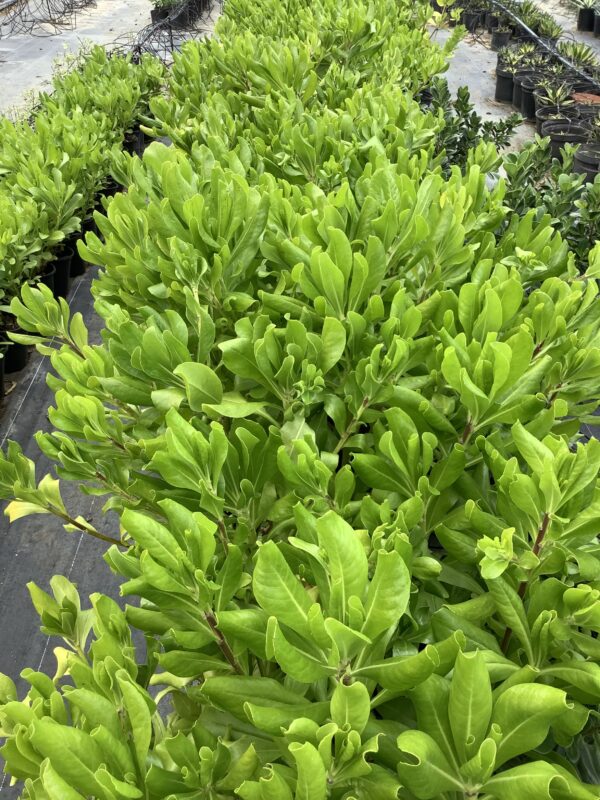 Beach Naupaka 7G (Scaevola frutescens) Sea lettuce - Beach Cabbage