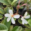 Frangipani dwerg 7G (Plumeria Obtusa 'dwarf')