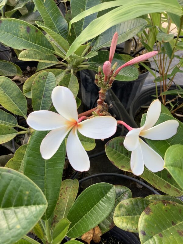 Frangipani dwerg 7G (Plumeria Obtusa 'dwarf')