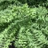 Varen - Fishtail fern 3G (Nephrolepis Falcata)