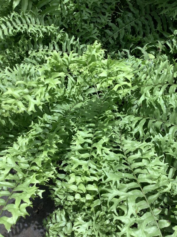 Varen - Fishtail fern 3G (Nephrolepis Falcata)