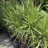 Dracaena bi color 7G (Dracanea marginata bi color)