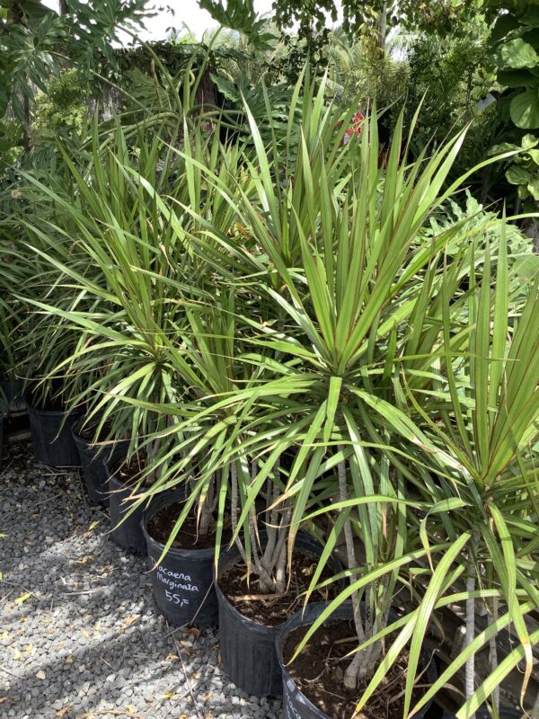 Dracaena bi color 7G (Dracanea marginata bi color)