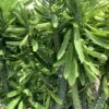 Euphorbia Neriifolia 7G