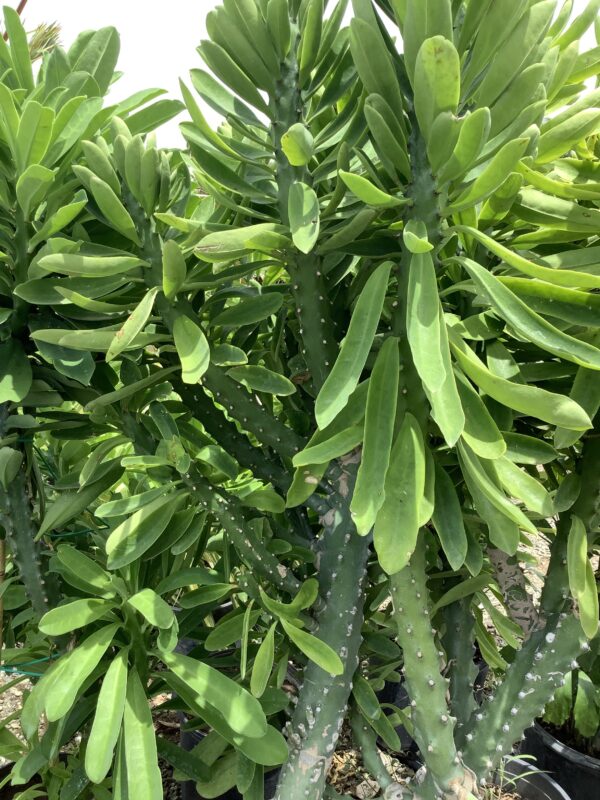 Euphorbia Neriifolia 7G