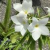 Bonairiaanse Oleander 7G (Plumeria Pudica)