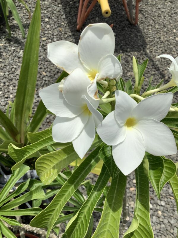 Bonairiaanse Oleander 7G (Plumeria Pudica)