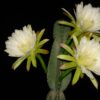 Cactus Dame di nochi 3G
