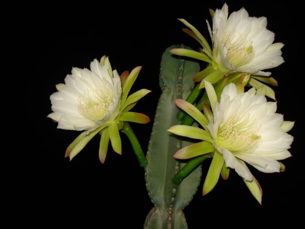 Cactus Dame di nochi 3G