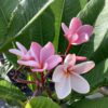 Frangipani 15G