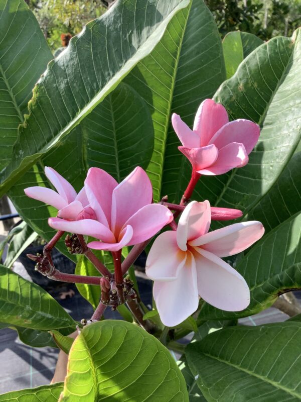 Frangipani 15G