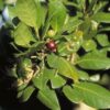 Pigeon Plum 3G (Cocoloba Diversifolia)