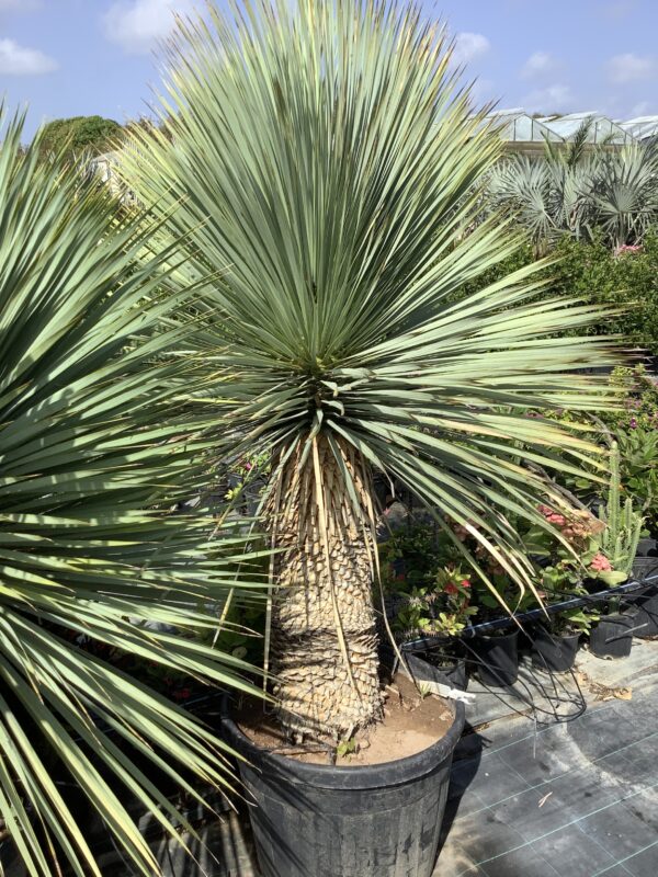 Yucca Rostrata 15G