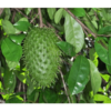 Soursop - Zuurzak (Annona Muricata) 3G