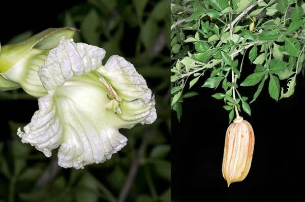 Cucumber tree - Parmentiera Aculeata 3G