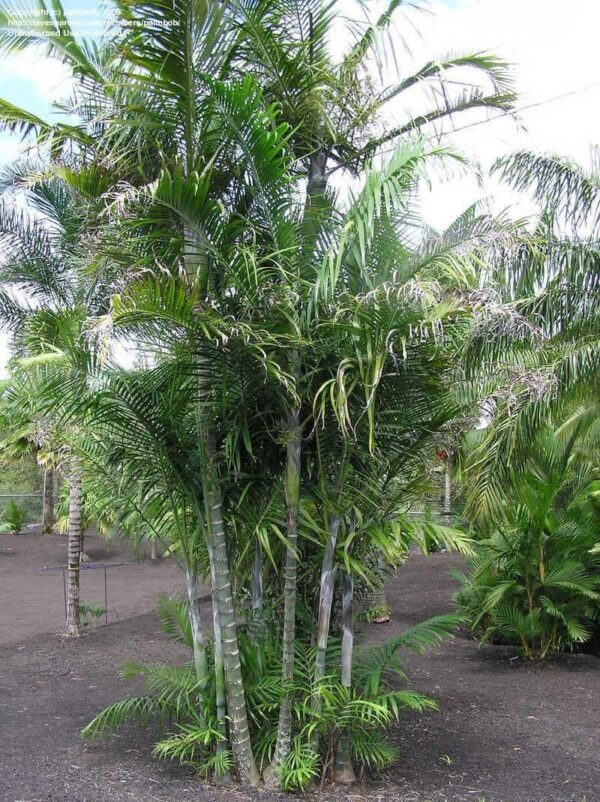 Cabada Palm 15G