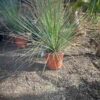 Dasylirion Serratifolium 7G