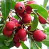 Strawberry Guava 3G - Psidium cattleyanum