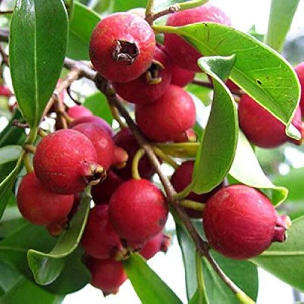 Strawberry Guava 3G - Psidium cattleyanum