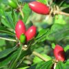 Miracle Fruit (Synsepalum Dulcificum) 7G