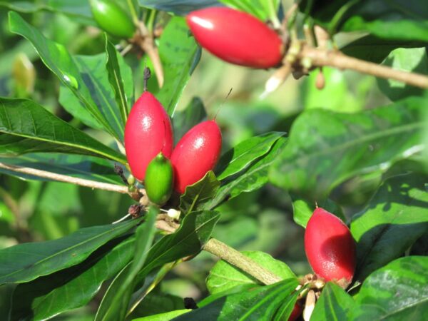 Miracle Fruit (Synsepalum Dulcificum) 7G