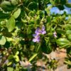 Wayaca 7G