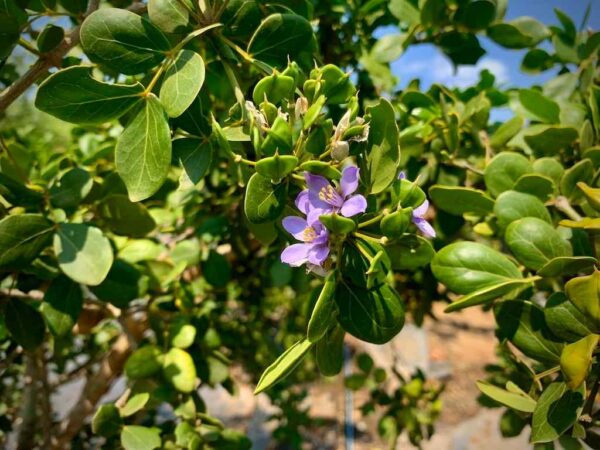 Wayaca 7G