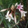 Orange River Lily -Crinum Bulbispermum 7G