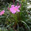 Zephyranthes Rosea / Carinata 1G