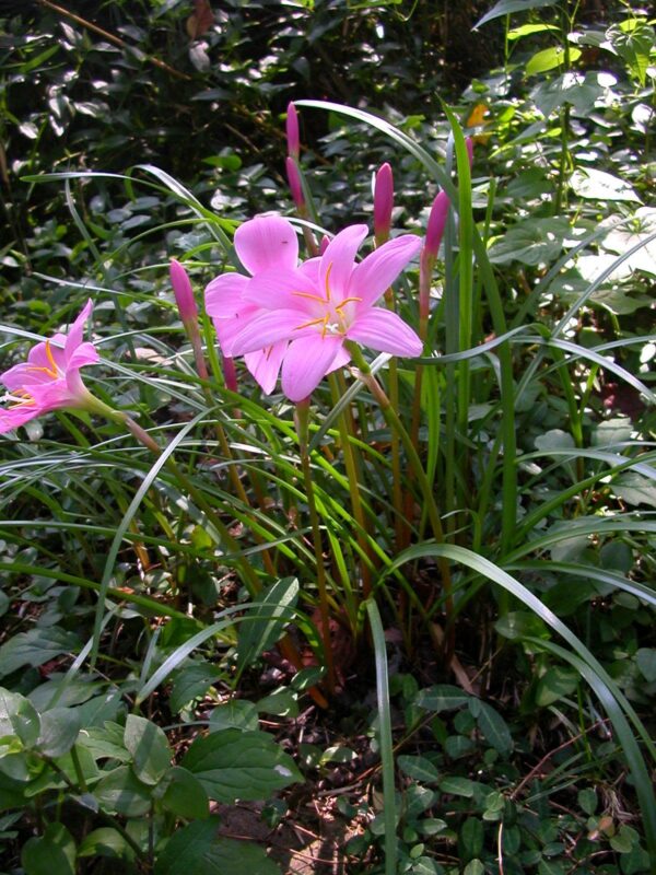 Zephyranthes Rosea / Carinata 1G