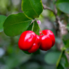 Barbados Cherry 7G