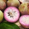 Egg Fruit. (Purple Caimito) Chrysophyllum Cainito 7G