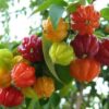 Surinaamse Cherry 3G (Eugenia uniflora)