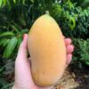 Mango ge-ent diverse soorten 7G