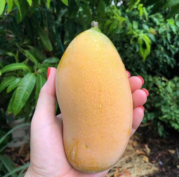 Mango ge-ent diverse soorten 7G