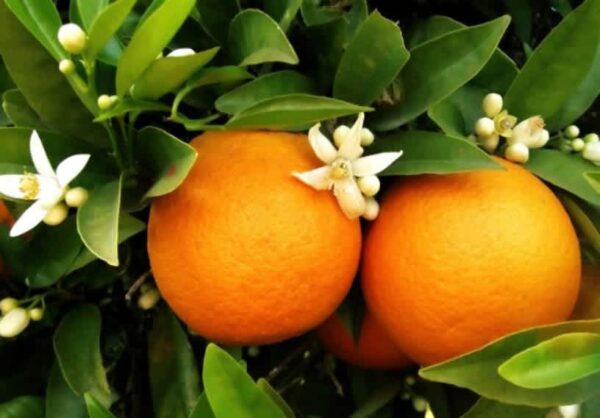 Citrus Sinensis -  Sinaasappel 7G