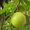 Kalebas groot 15G