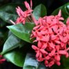 Ixora Maui divers 3G