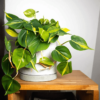 Philodendron Brazil 1G