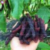 Mulberry Giant 7G Morus Nigra