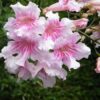 Podranea ricasoliana 3G