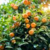Mandarin ( Citrus reticulata ) 7G