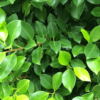 Ficus Retusa op stam 15G
